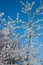 Trees in hoarfrost