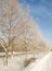 Trees in hoarfrost along the road