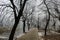 Trees with hoarfrost on the branches next to the promenade. Street lamps and benches for sitting next to the promenade. Next to it