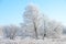 Trees in hoarfrost on clear sunny day, winter landscape