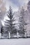 Trees in hoarfrost, high spruce behind a slatted fence, winter landscape