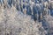 Trees with hoarfrost and snow in the winter forest