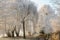 Trees with hoarfrost in the sunshine in winter