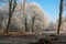 Trees with hoarfrost in the sunshine in winter