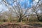 Trees in Hollow Ponds, Epping Forest