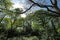 Trees in Hollow Ponds, Epping Forest