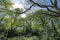 Trees in Hollow Ponds, Epping Forest