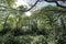 Trees in Hollow Ponds, Epping Forest