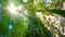 The trees in the humid tropical forest covered with moss