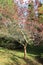 Trees inside Powerscourt Estate - County Wicklow - Ireland fall tour - No. 3 garden in world