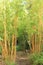 Trees inside Powerscourt Estate - County Wicklow - Ireland tourism - No. 3 garden in world