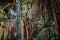 Trees inside tropical forest / rainforest / jungle