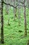 Trees in an Irish forest, County Wicklow, Ireland