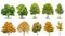 Trees isolated white background Oak maple linden birch