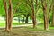 Trees by a jogging path