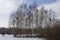 Trees in Kampinos Forest in Poland