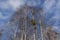 Trees in Kampinos Forest in Poland