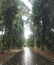 trees at kebun raya bogor