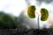 Trees kidneys, 3D environmental and medical concepts
