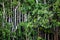 Trees on the Kinabatangan River in Borneo, Malaysia