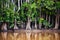 Trees on the Kinabatangan River in Borneo, Malaysia