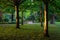 Trees in The Knoll, a small park in Hayes, Kent, UK