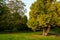 Trees in The Knoll, a small park in Hayes, Kent, UK