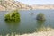 Trees in Lake Kaweah