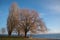 Trees in Lake Neuchatel in French speaking town of Neuchatel, Switzerland, Europe