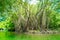 Trees and lake of Trang An Scenic Landscape, Ninh Binh, Vietnam