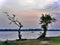 Trees at lakeside at dusk, Tissamaharama, Sri Lanka