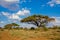 Trees landscape in Africa savannah bush