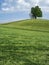 Trees and landscape in Neuheim, Switzerland