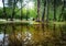 Trees landscape in tropical rain forest. Beautiful nature