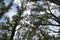 Trees large and lush green leaf plugging the blue sky.