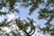 Trees large and lush green leaf plugging the blue sky.