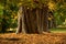 Trees with large trunks in an autumn scenery.