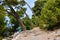 Trees leaned toward the sea