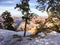 Trees leaning on the edge of Grand Canyon