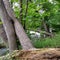 Trees leaning over the the river water