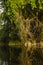 Trees and leaves along a river