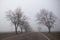 trees without leaves in the autumn in the fog by the road along which the car is driving in the distance. Dramatic