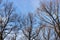 Trees without leaves on a background of blue sky and clouds. Late autumn.