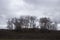 Trees without leaves and heavy autumn sky