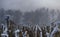 Trees without leaves in winter in dense fog in the background, withered corn stalks in the foreground