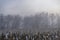 Trees without leaves in winter in dense fog in the background, withered corn stalks in the foreground