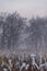 Trees without leaves in winter in dense fog in the background, withered corn stalks in the foreground