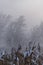 Trees without leaves in winter in dense fog in the background, withered corn stalks in the foreground