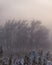 Trees without leaves in winter in dense fog in the background, withered corn stalks in the foreground