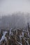 Trees without leaves in winter in dense fog in the background, withered corn stalks in the foreground